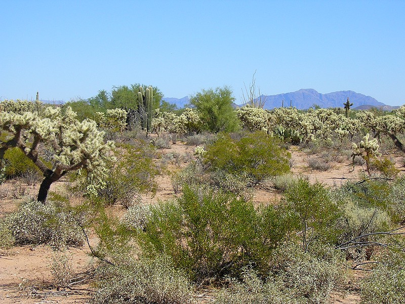 the beautiful sonorran desert