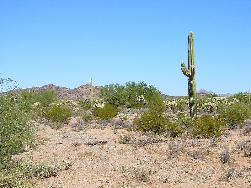 the hostile beauty of the desert