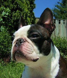 boston terrier