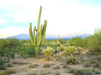 saguaro